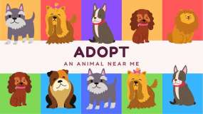 收养我身边的动物 Adopt an Animal Near Me