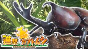 攻击甲虫 Attack on Beetle