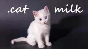 小奶猫 .cat Milk